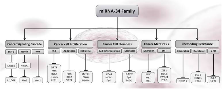 J Cancer Image