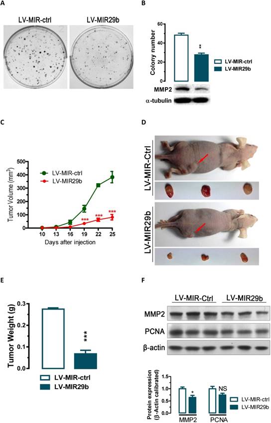 J Cancer Image