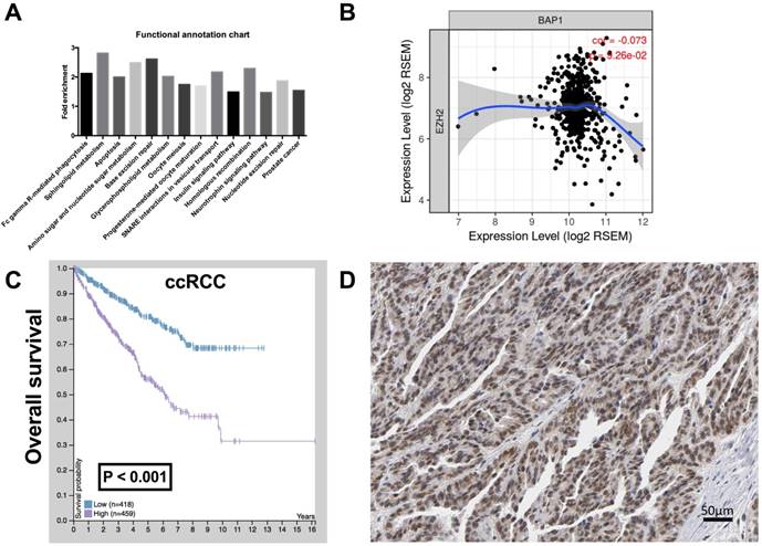 J Cancer Image