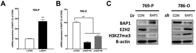 J Cancer Image