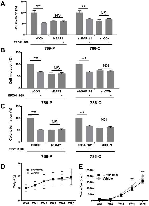 J Cancer Image