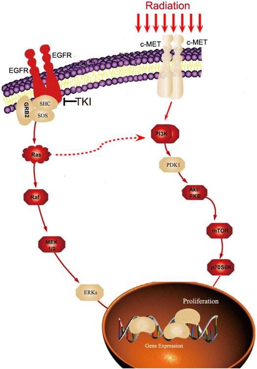 J Cancer Image