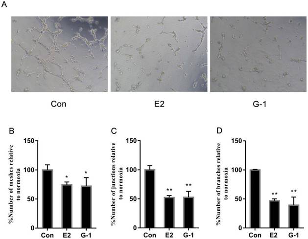 J Cancer Image