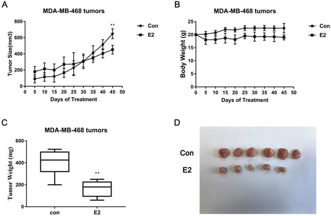 J Cancer Image