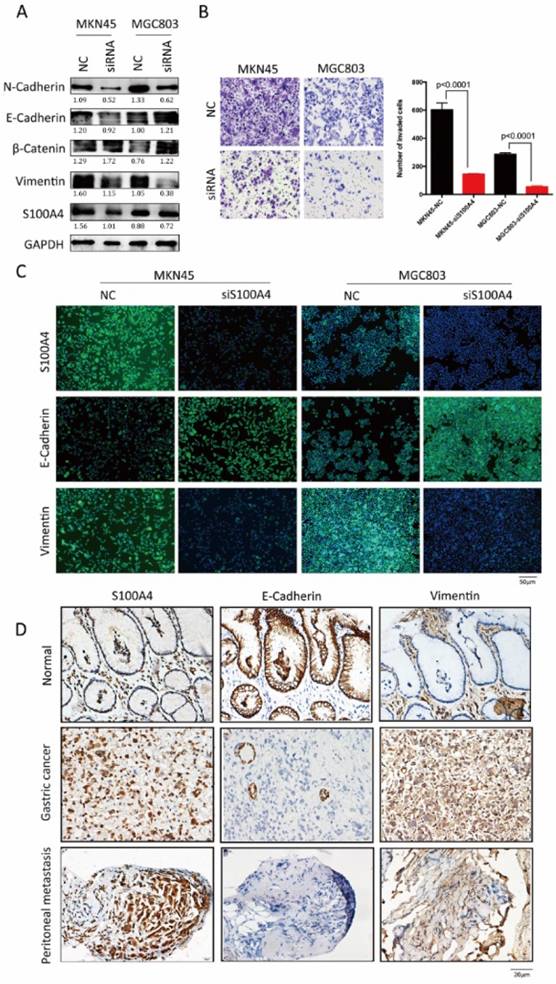 J Cancer Image