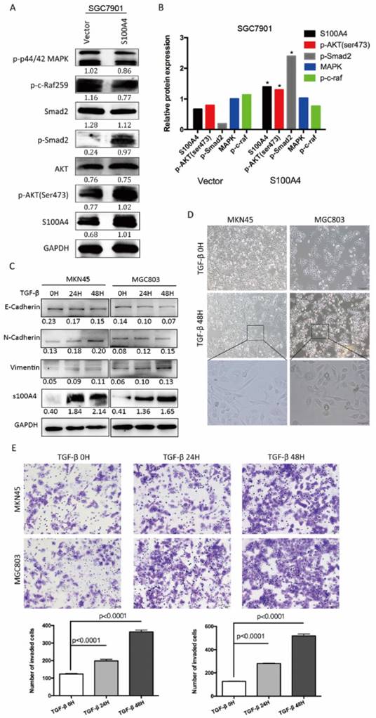 J Cancer Image