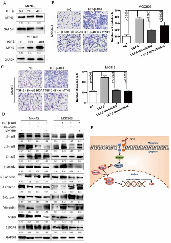 J Cancer Image