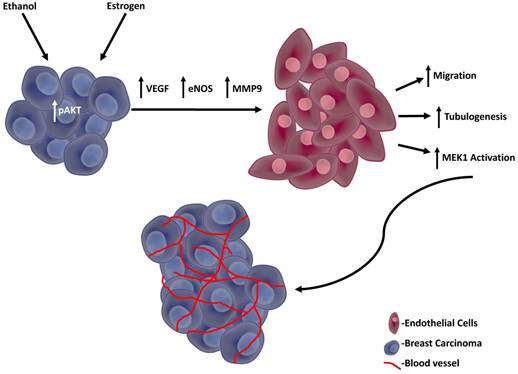 J Cancer Image