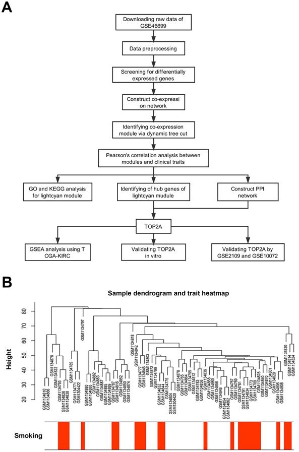 J Cancer Image