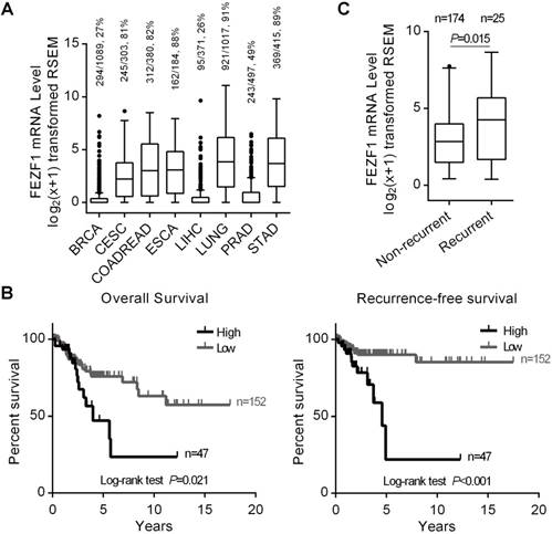 J Cancer Image