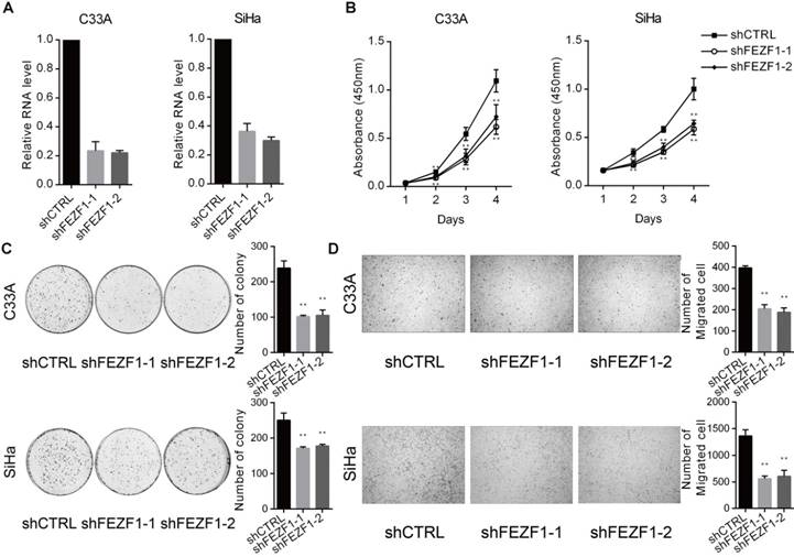 J Cancer Image