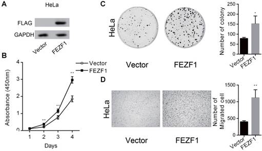 J Cancer Image