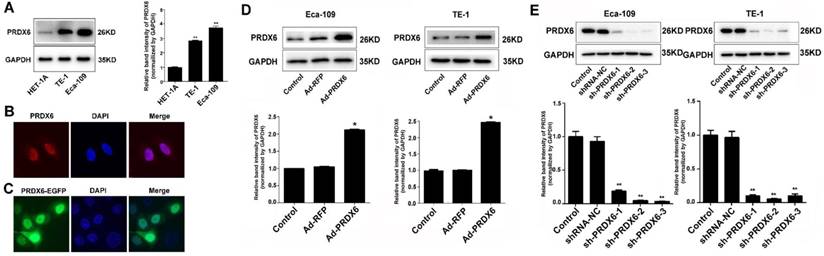 J Cancer Image