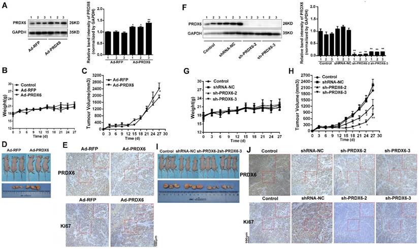 J Cancer Image