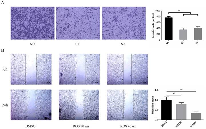 J Cancer Image