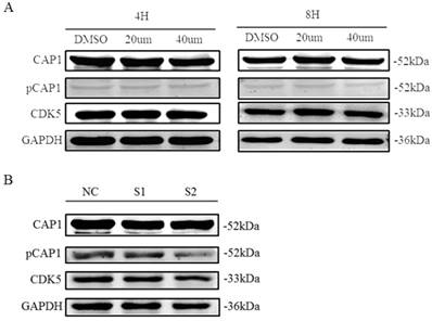 J Cancer Image