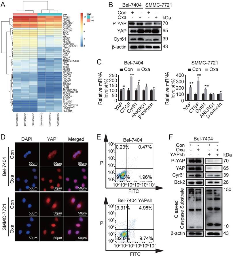 J Cancer Image