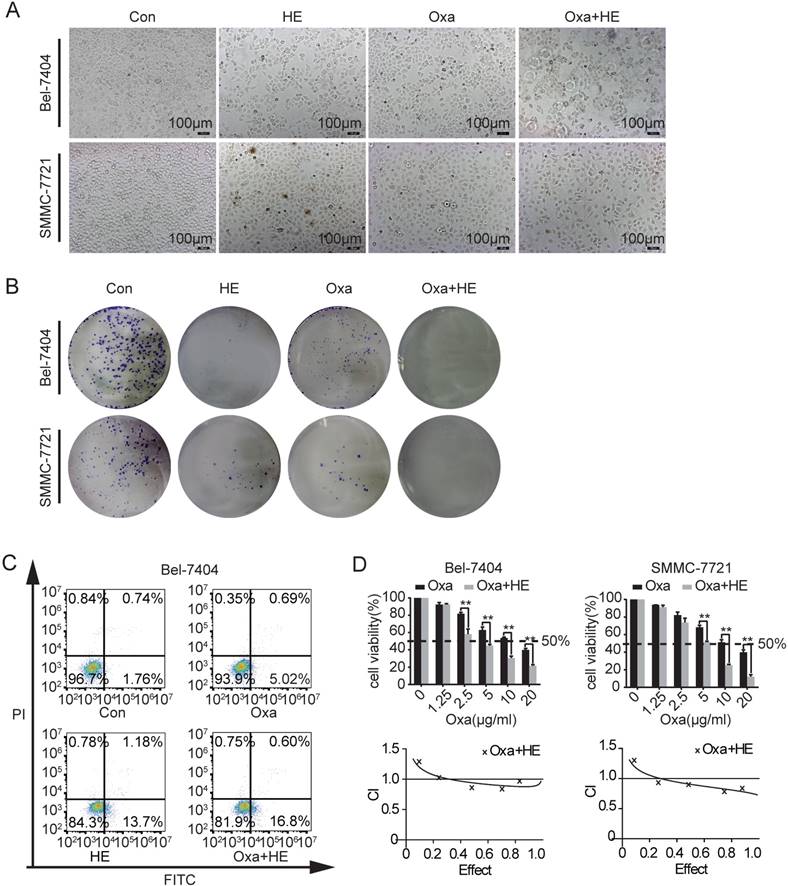 J Cancer Image