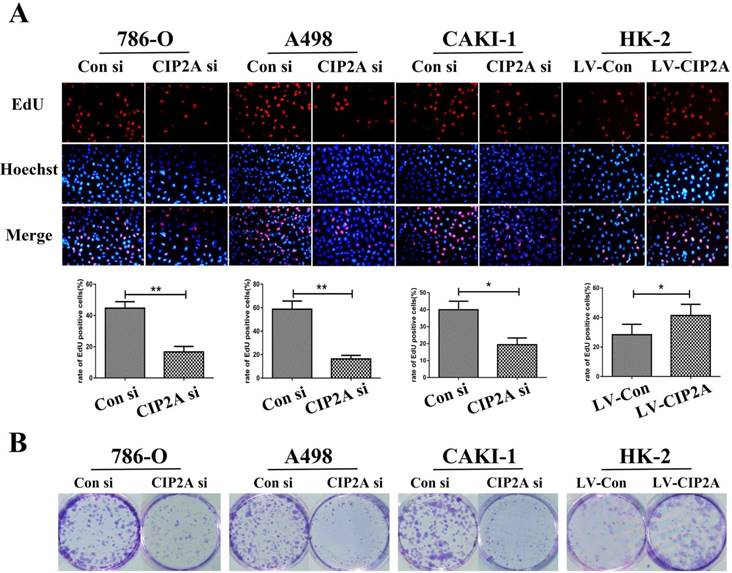 J Cancer Image