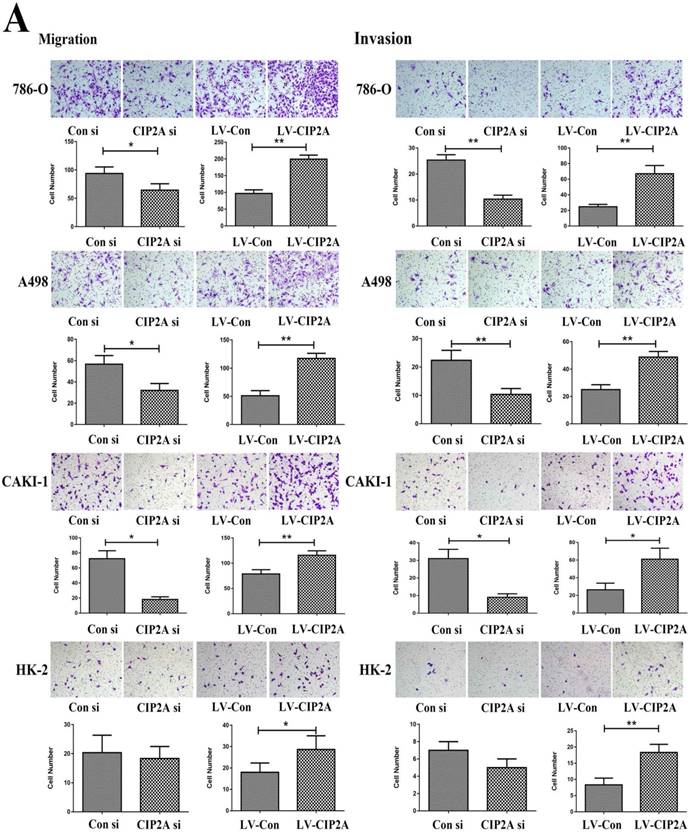 J Cancer Image