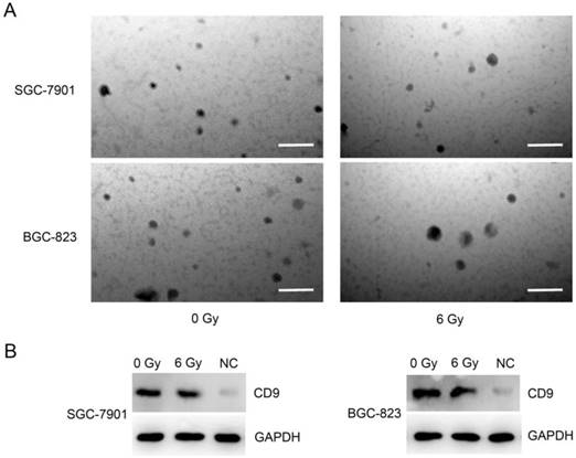 J Cancer Image