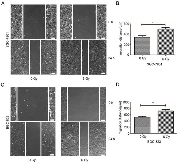 J Cancer Image