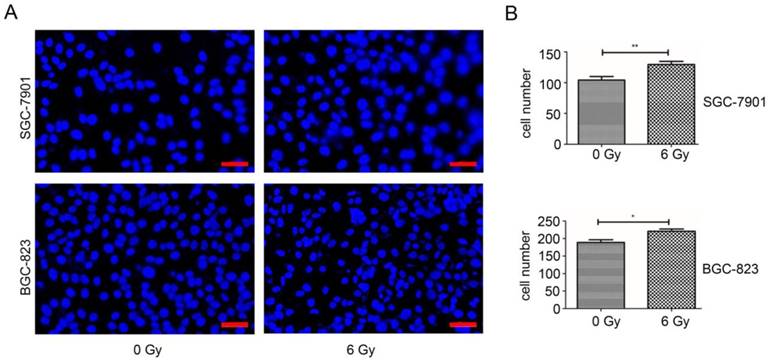 J Cancer Image