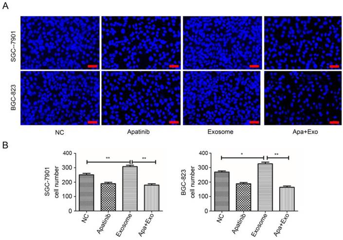 J Cancer Image