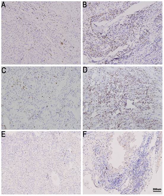 J Cancer Image