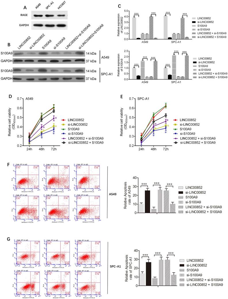 J Cancer Image