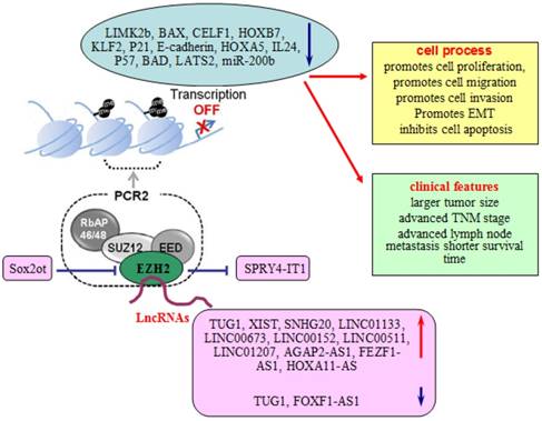 J Cancer Image