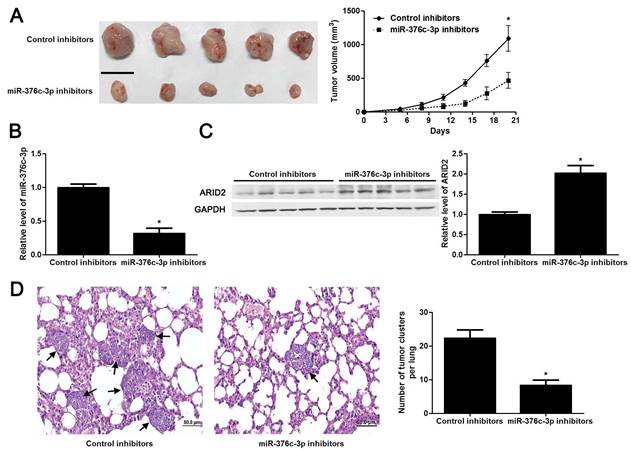 J Cancer Image