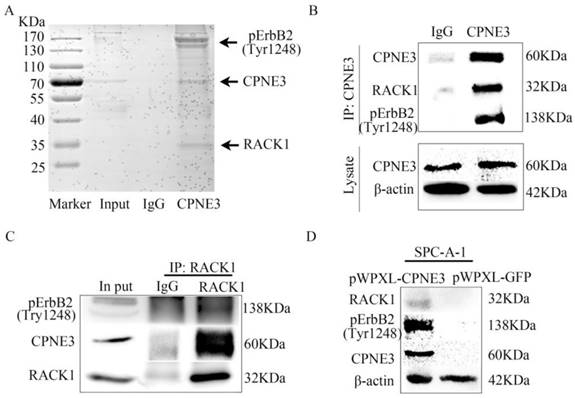 J Cancer Image