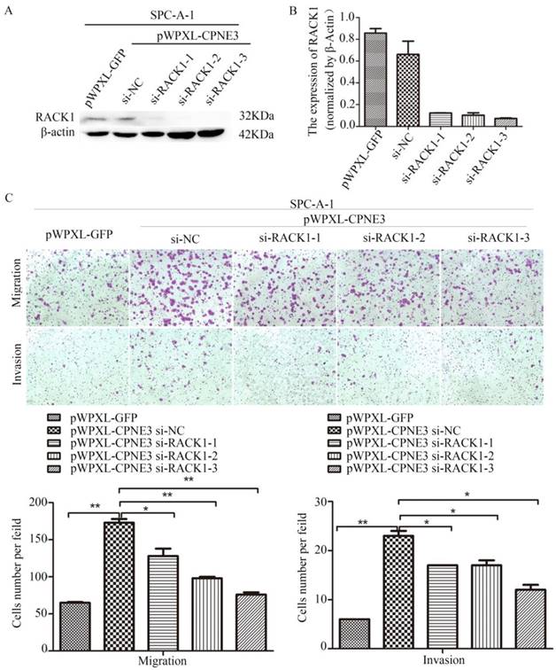 J Cancer Image