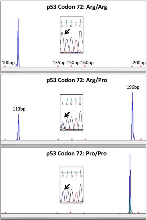 J Cancer Image