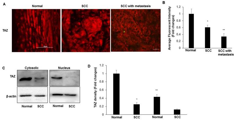 J Cancer Image