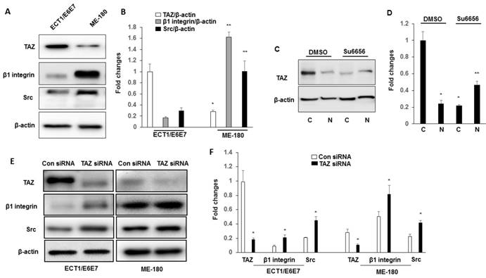 J Cancer Image