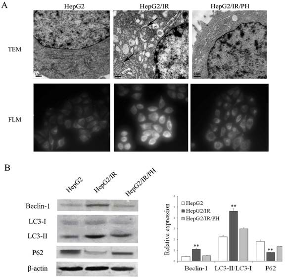 J Cancer Image