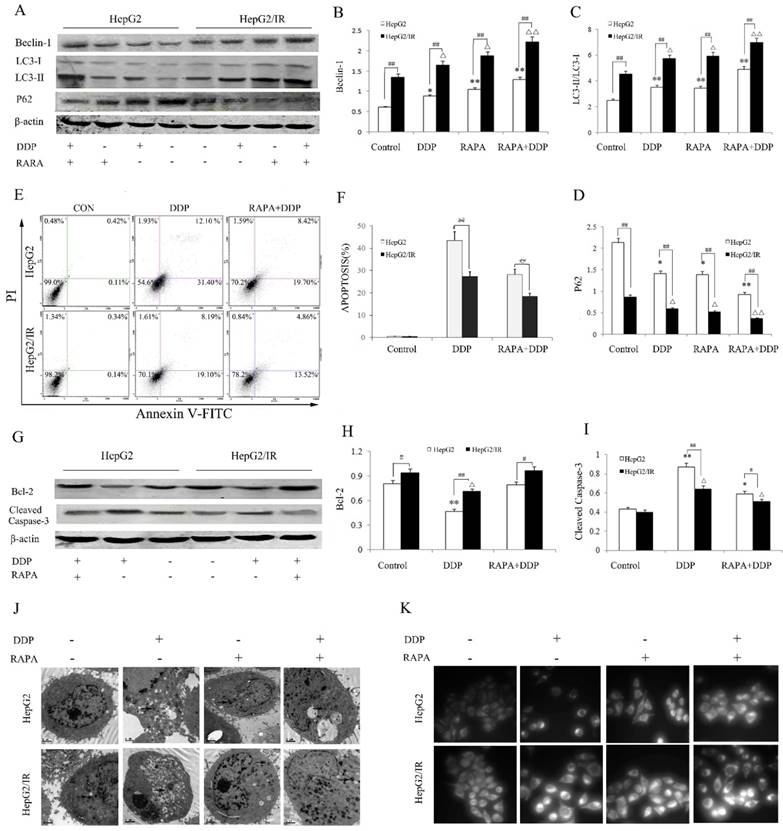 J Cancer Image