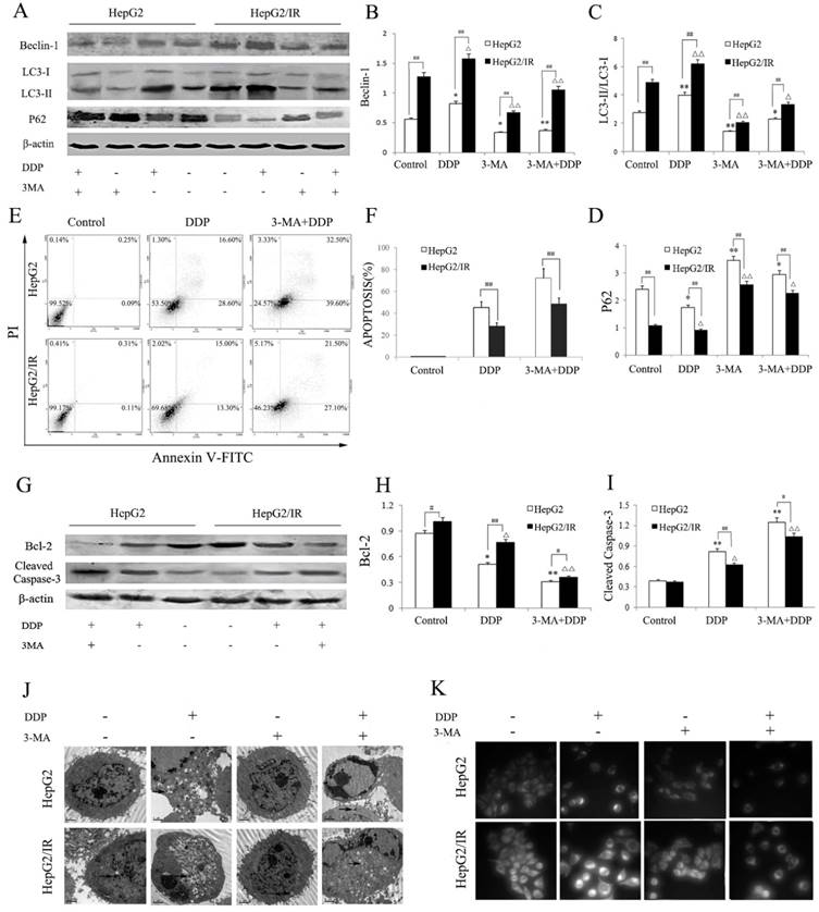 J Cancer Image