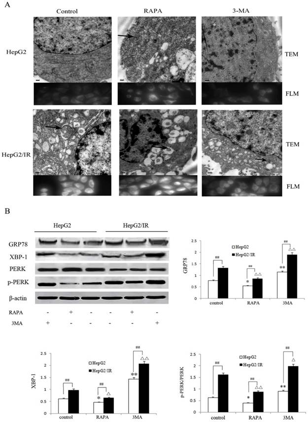 J Cancer Image