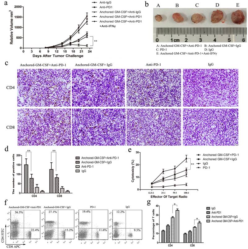 J Cancer Image