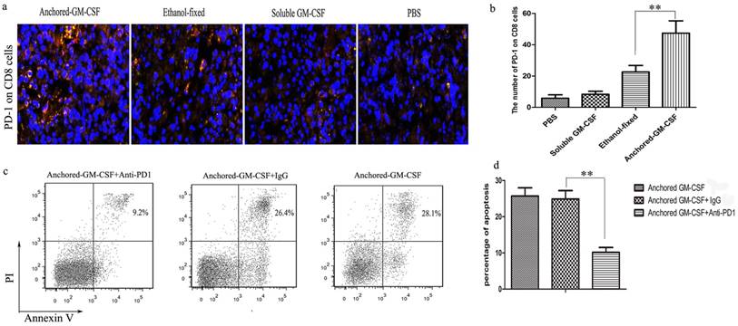 J Cancer Image