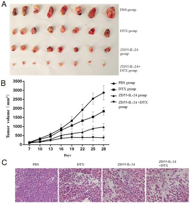 J Cancer Image