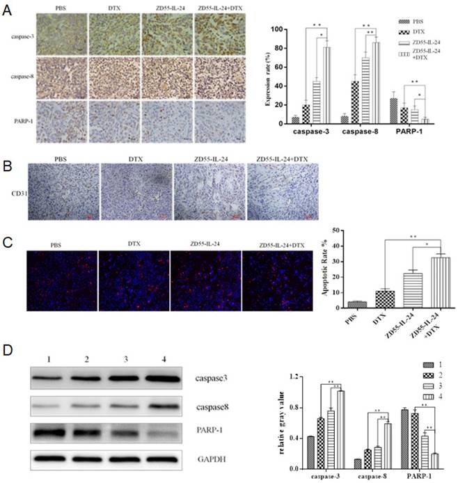 J Cancer Image