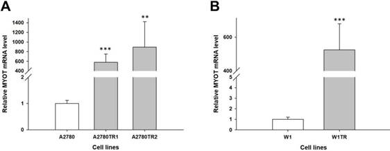 J Cancer Image