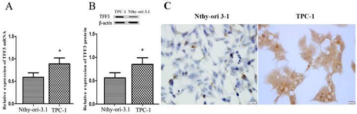 J Cancer Image