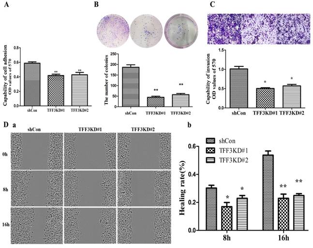 J Cancer Image