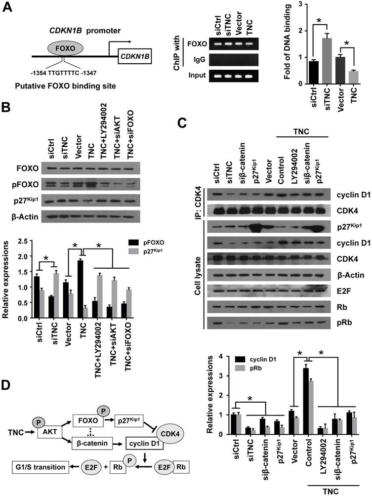 J Cancer Image