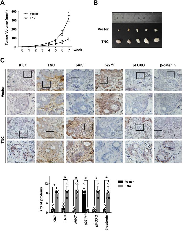 J Cancer Image